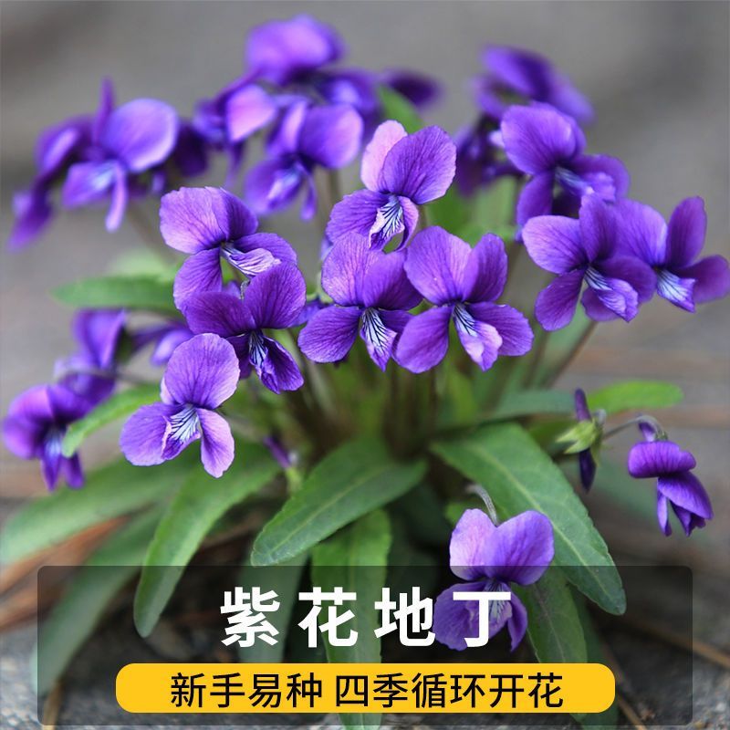 紫花地丁种子离头草箭头草种子野菜种子
