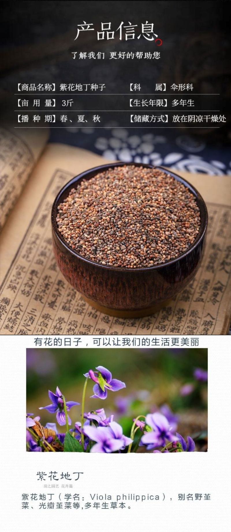 紫花地丁种子离头草箭头草种子野菜种子