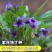 紫花地丁种子离头草箭头草种子野菜种子