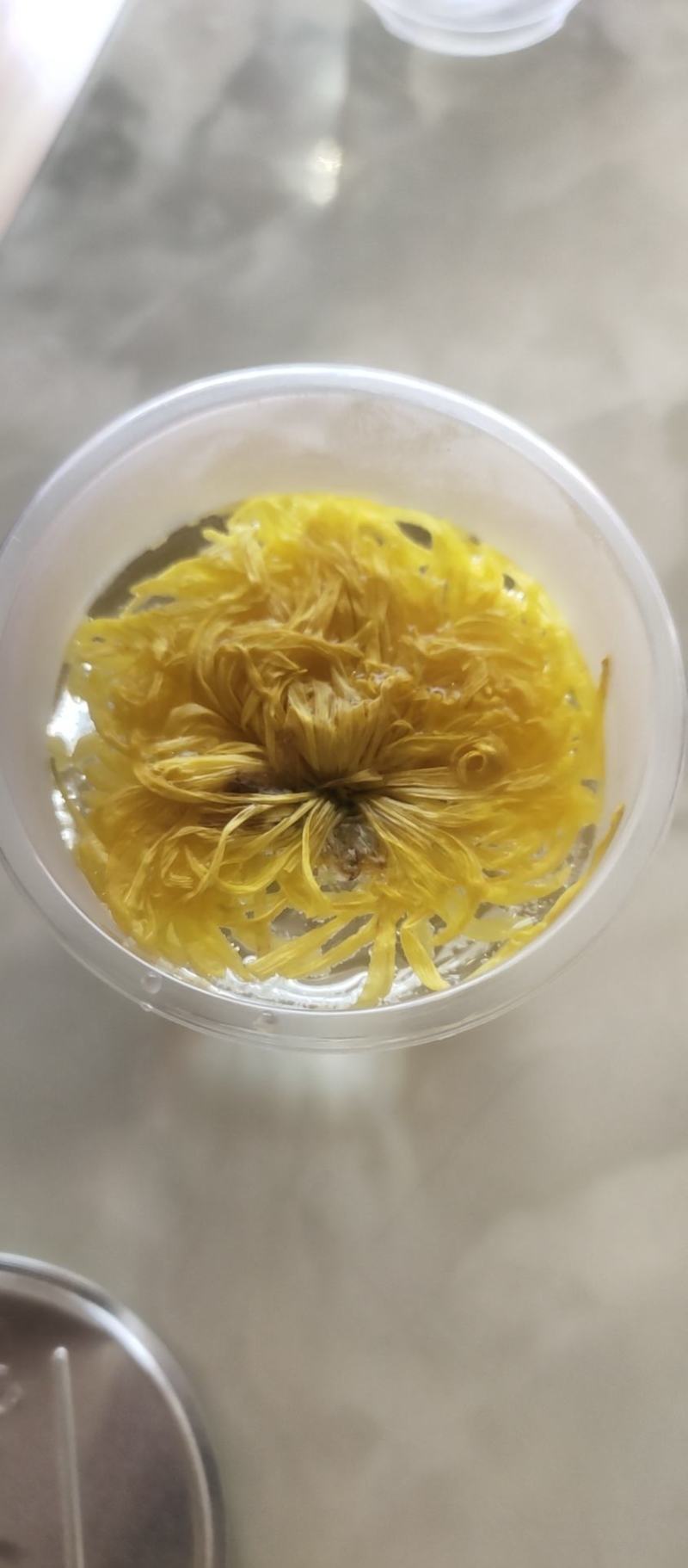 金丝皇菊