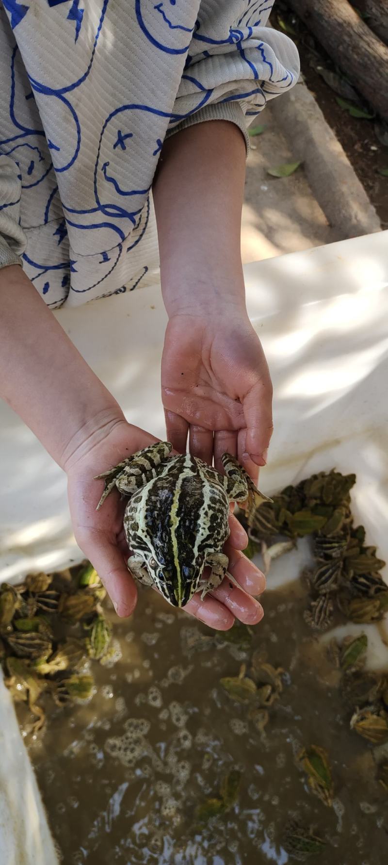 湖南株洲自养殖10万斤优质青蛙黑斑蛙田鸡