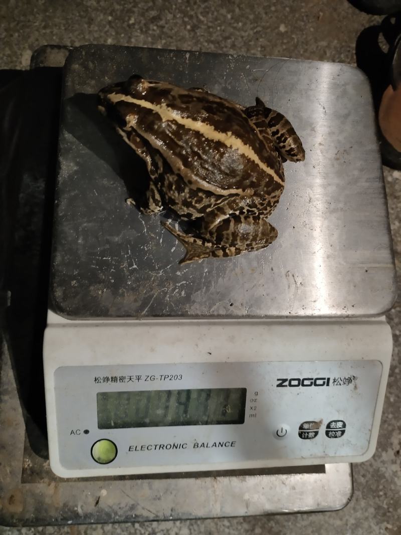 湖南株洲自养殖10万斤优质青蛙黑斑蛙田鸡