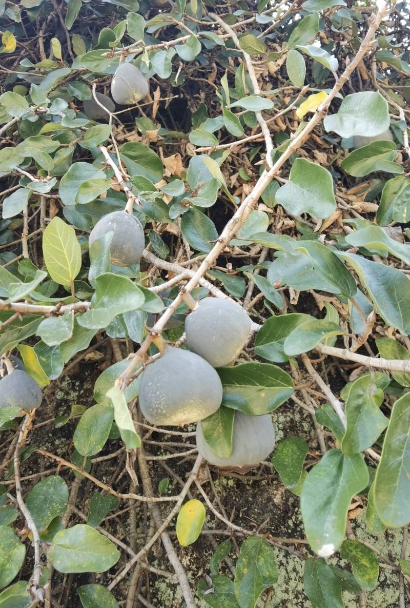 广东河源野生鸡血藤（老人藤、活血藤）