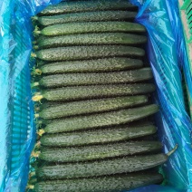 大棚精品黄瓜