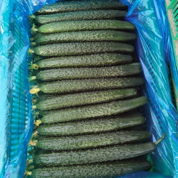 大棚精品黄瓜