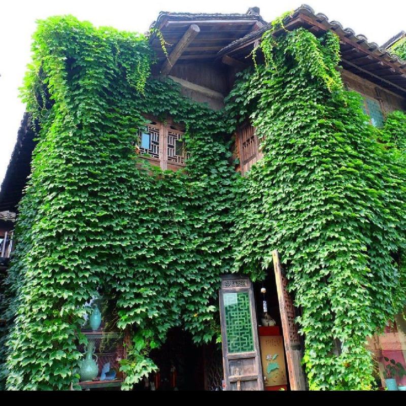 爬山虎苗地锦爬墙植三叶爬山虎五叶爬山虎遮阳庭院耐寒