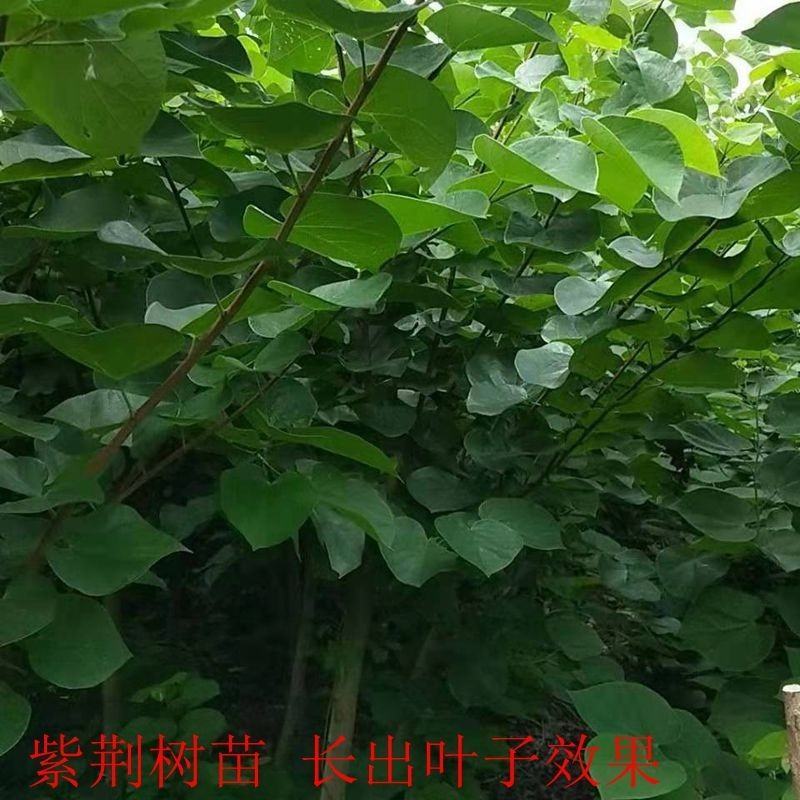 爬山虎苗地锦爬墙植三叶爬山虎五叶爬山虎遮阳庭院耐寒