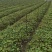爬山虎苗地锦爬墙植三叶爬山虎五叶爬山虎遮阳庭院耐寒
