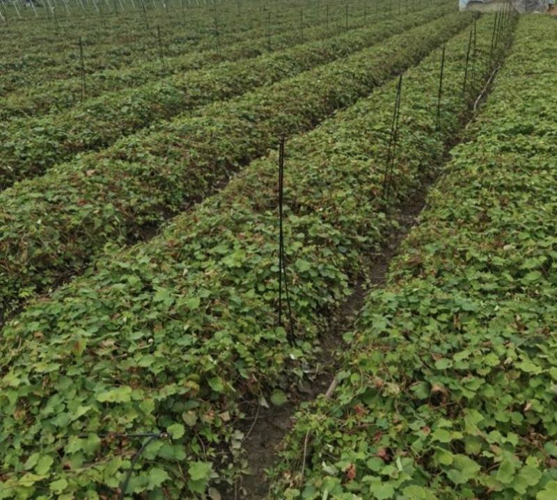 爬山虎苗地锦爬墙植三叶爬山虎五叶爬山虎遮阳庭院耐寒