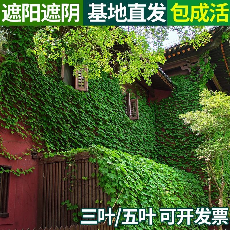 爬山虎苗地锦爬墙植三叶爬山虎五叶爬山虎遮阳庭院耐寒
