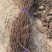 爬山虎苗地锦爬墙植三叶爬山虎五叶爬山虎遮阳庭院耐寒