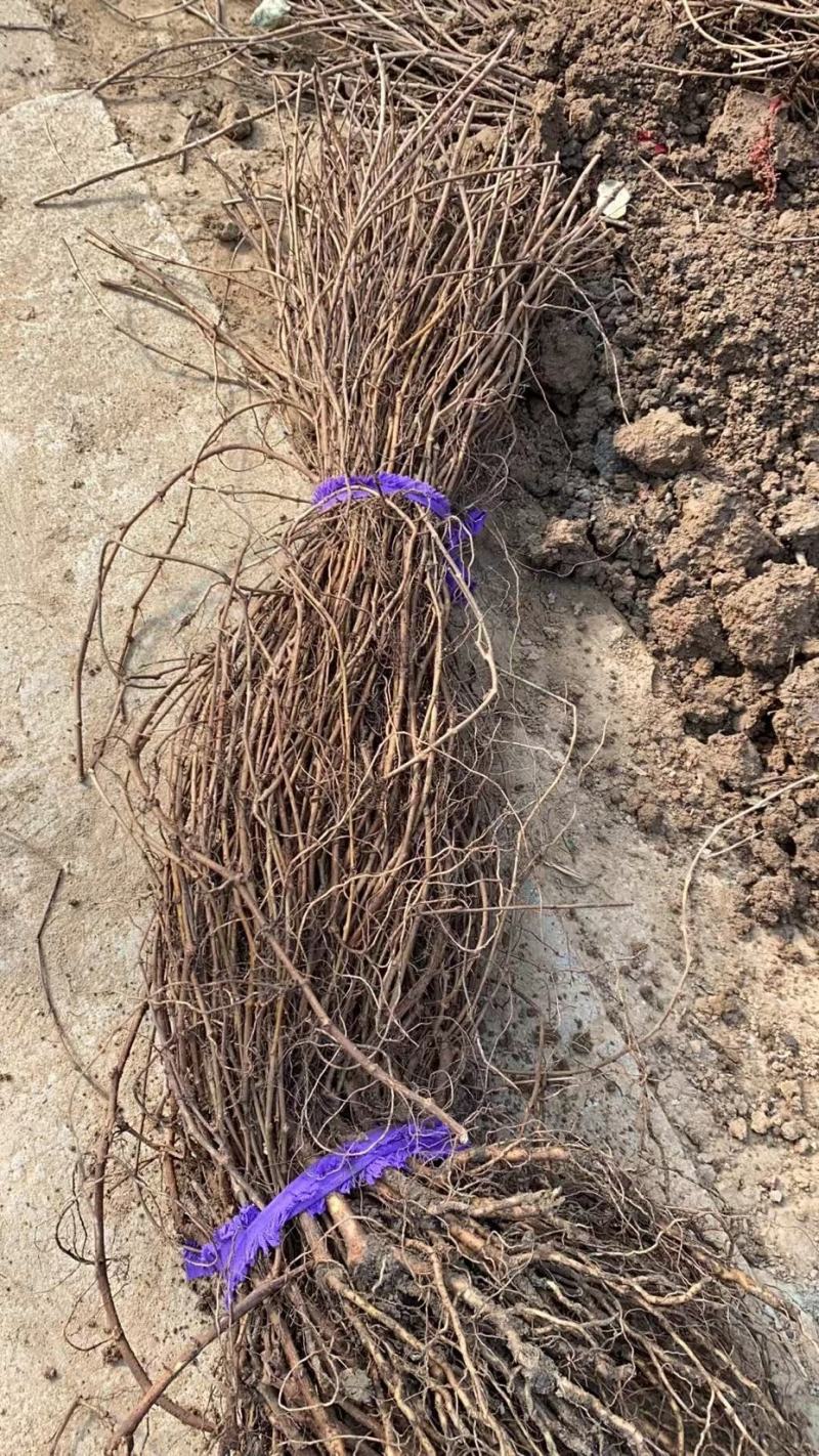 爬山虎苗地锦爬墙植三叶爬山虎五叶爬山虎遮阳庭院耐寒
