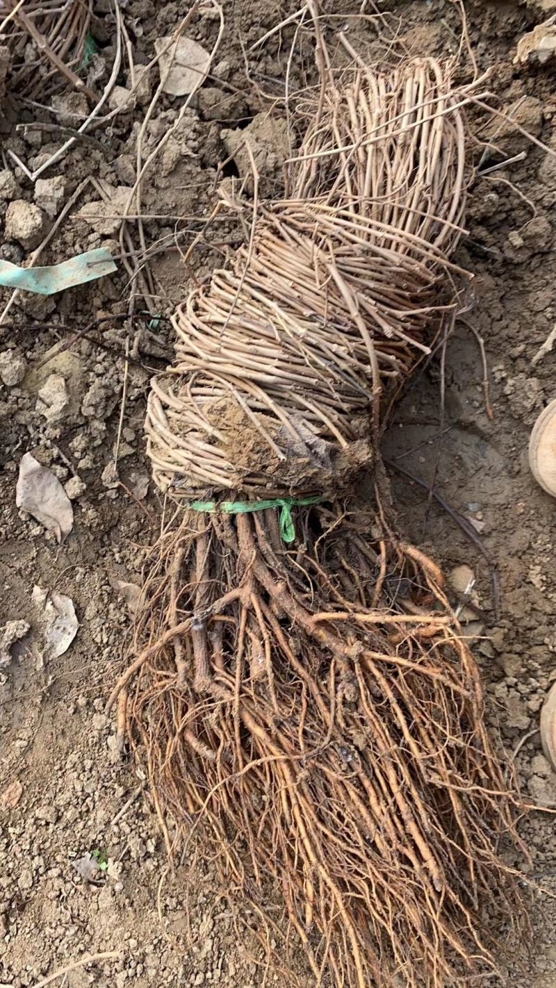 爬山虎苗地锦爬墙植三叶爬山虎五叶爬山虎遮阳庭院耐寒