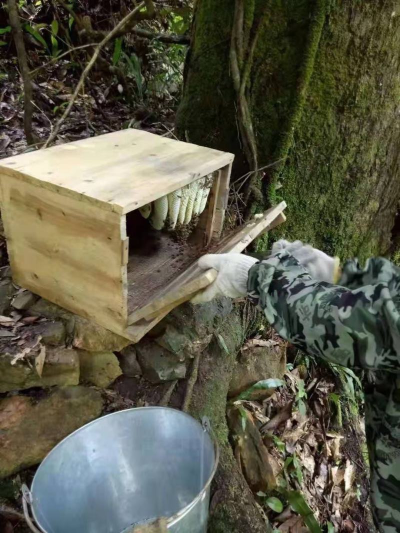 江西吉安深山蜂巢蜜野生纯正蜜巢天然农家自产成熟土蜂蜜