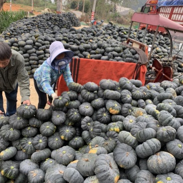 广西赖瓜大量上市，有需要联系