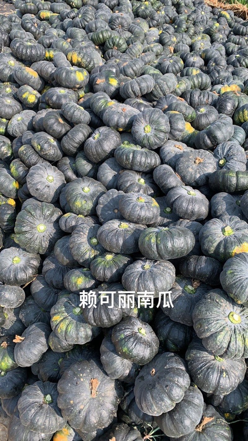 广西赖瓜大量上市，有需要联系