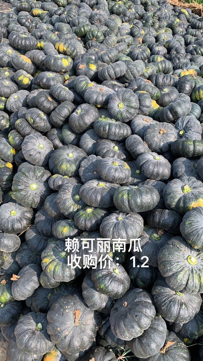 广西赖瓜大量上市，有需要联系