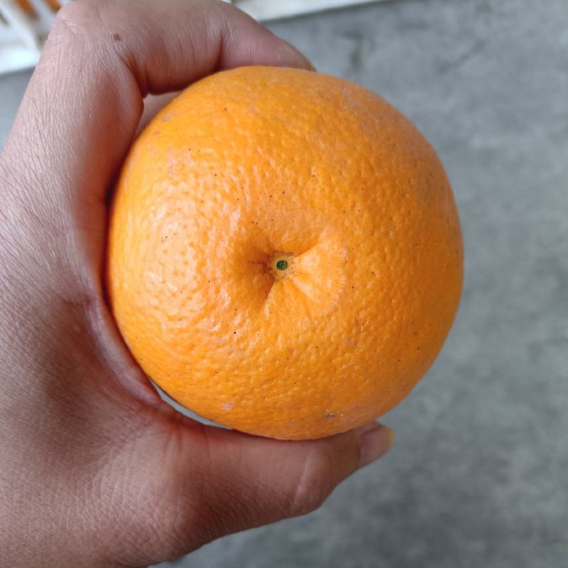 夏橙，电商果，平台货大量供应，售后无忧