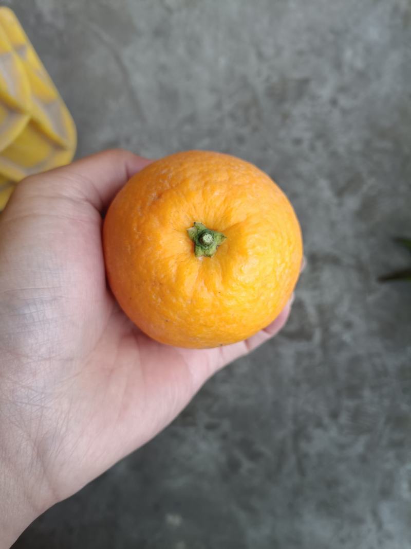 夏橙，电商果，平台货大量供应，售后无忧