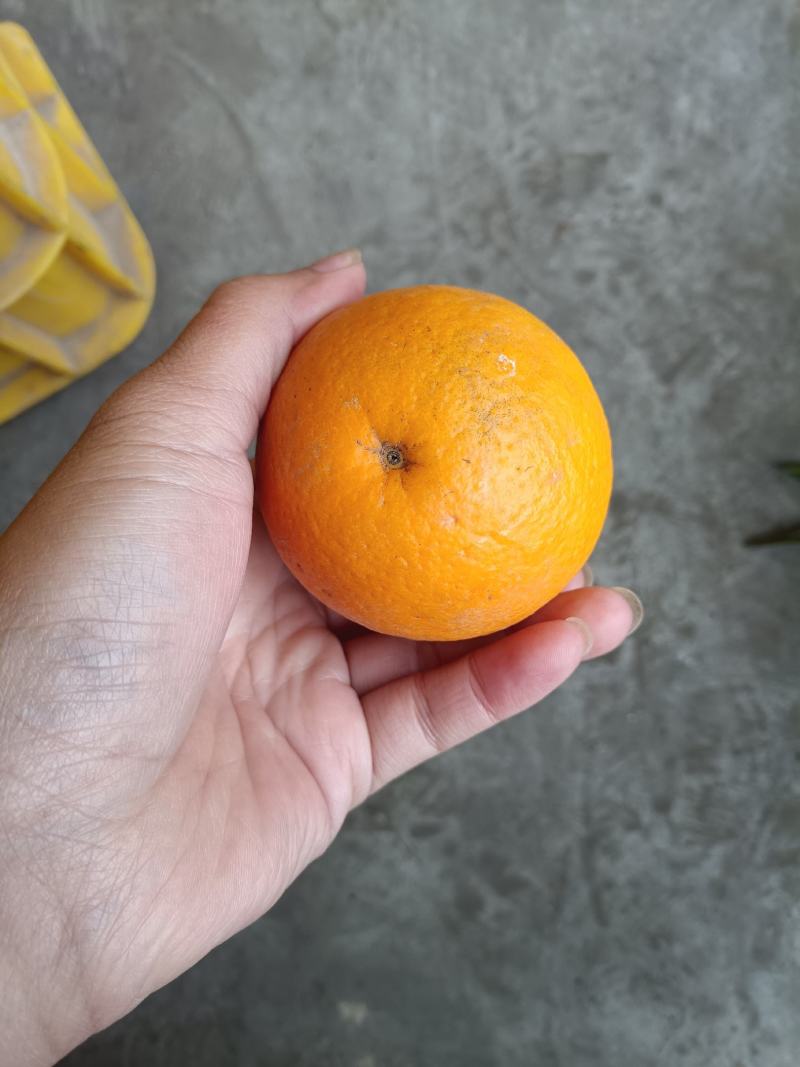夏橙，电商果，平台货大量供应，售后无忧