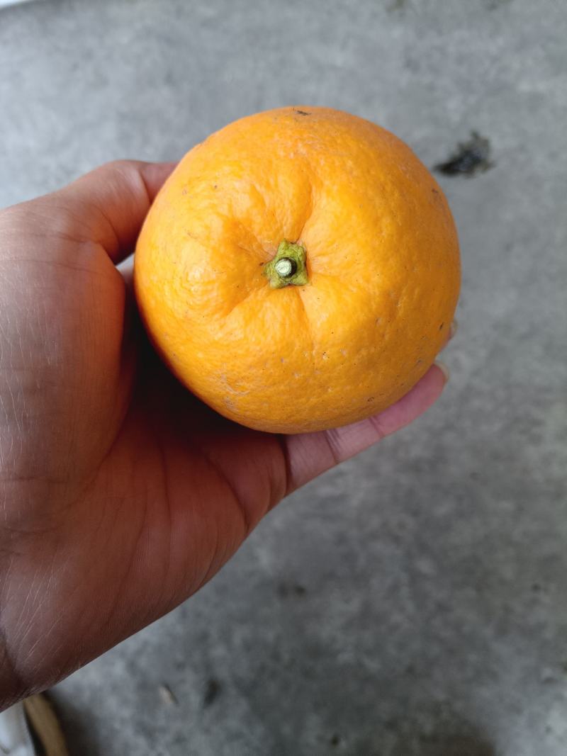 夏橙，电商果，平台货大量供应，售后无忧