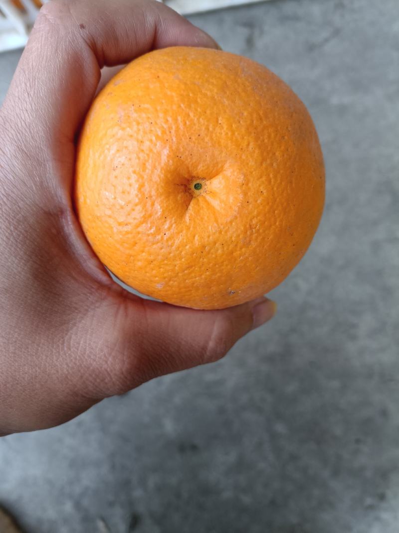 夏橙，电商果，平台货大量供应，售后无忧