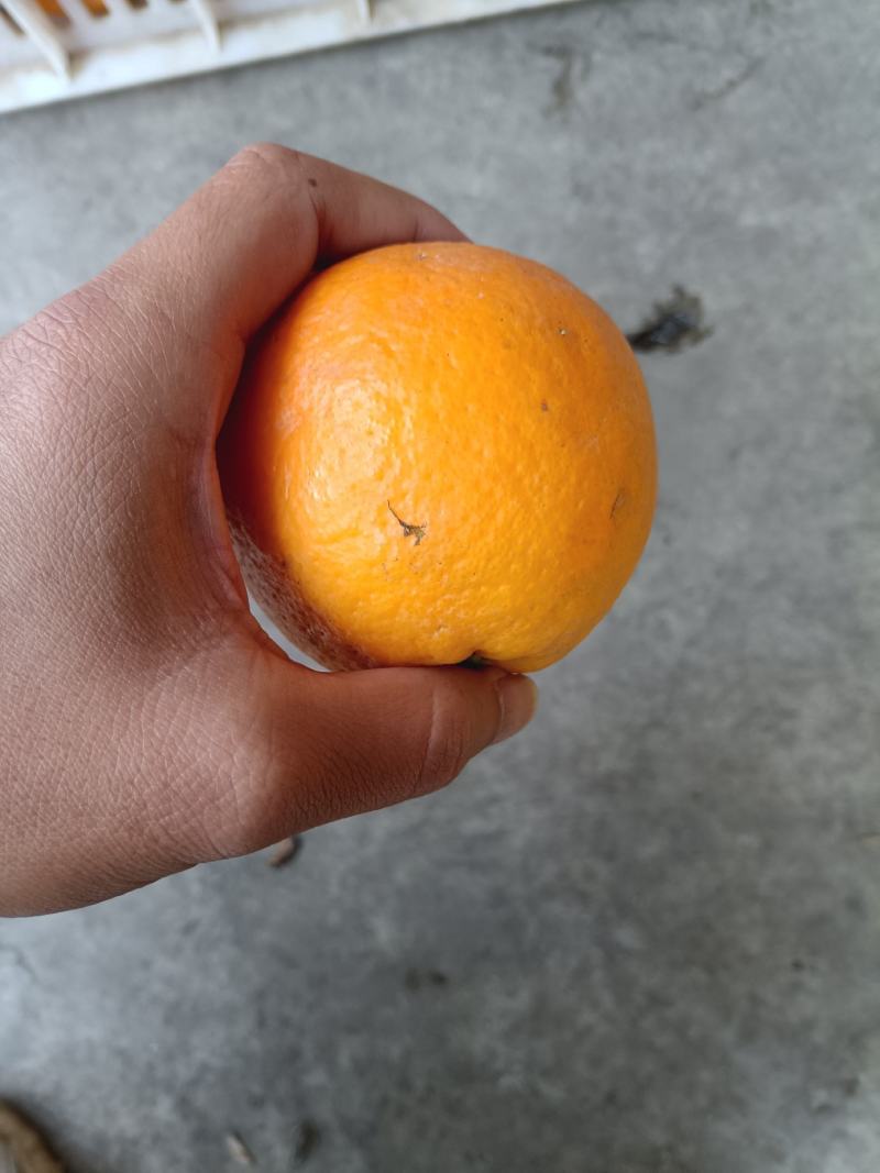 夏橙，电商果，平台货大量供应，售后无忧