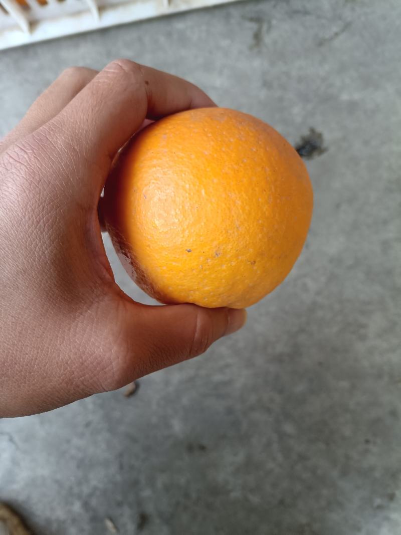 夏橙，电商果，平台货大量供应，售后无忧