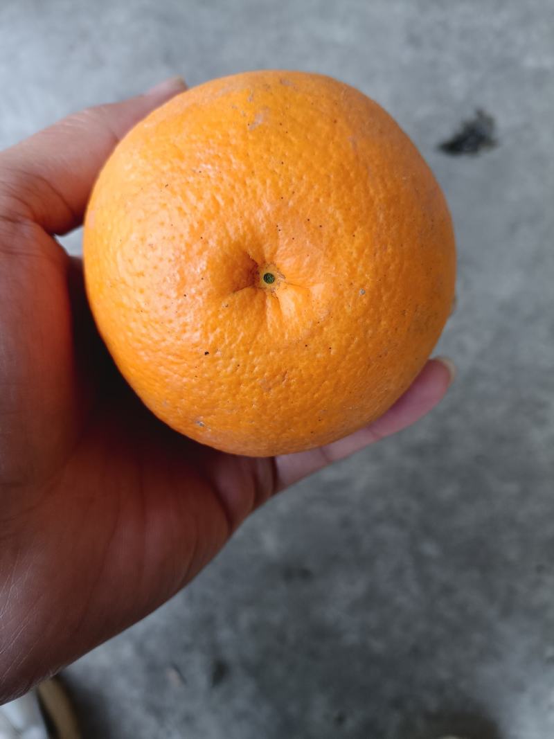 夏橙，电商果，平台货大量供应，售后无忧
