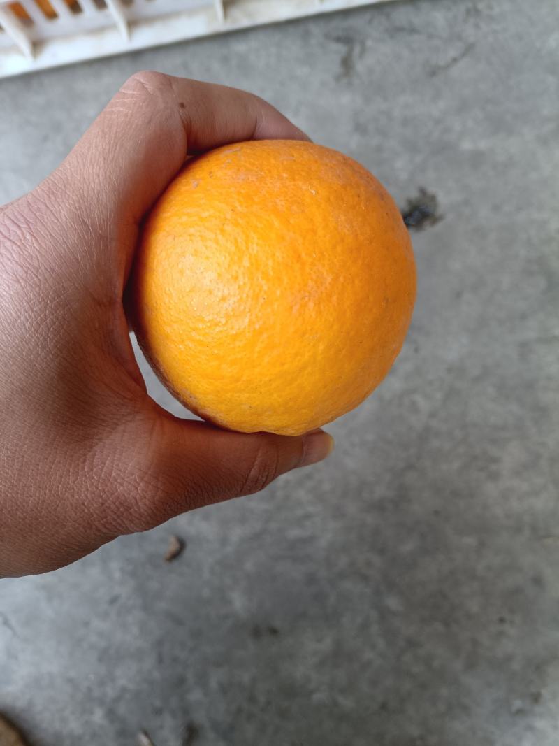夏橙，电商果，平台货大量供应，售后无忧