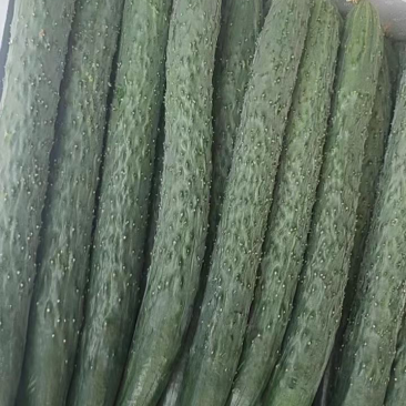 湛江新苗青瓜