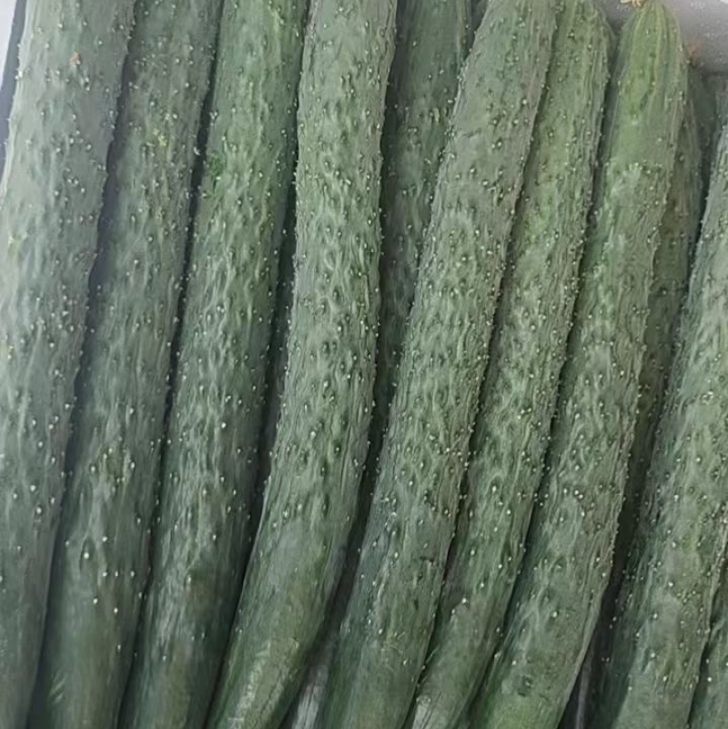 湛江新苗青瓜