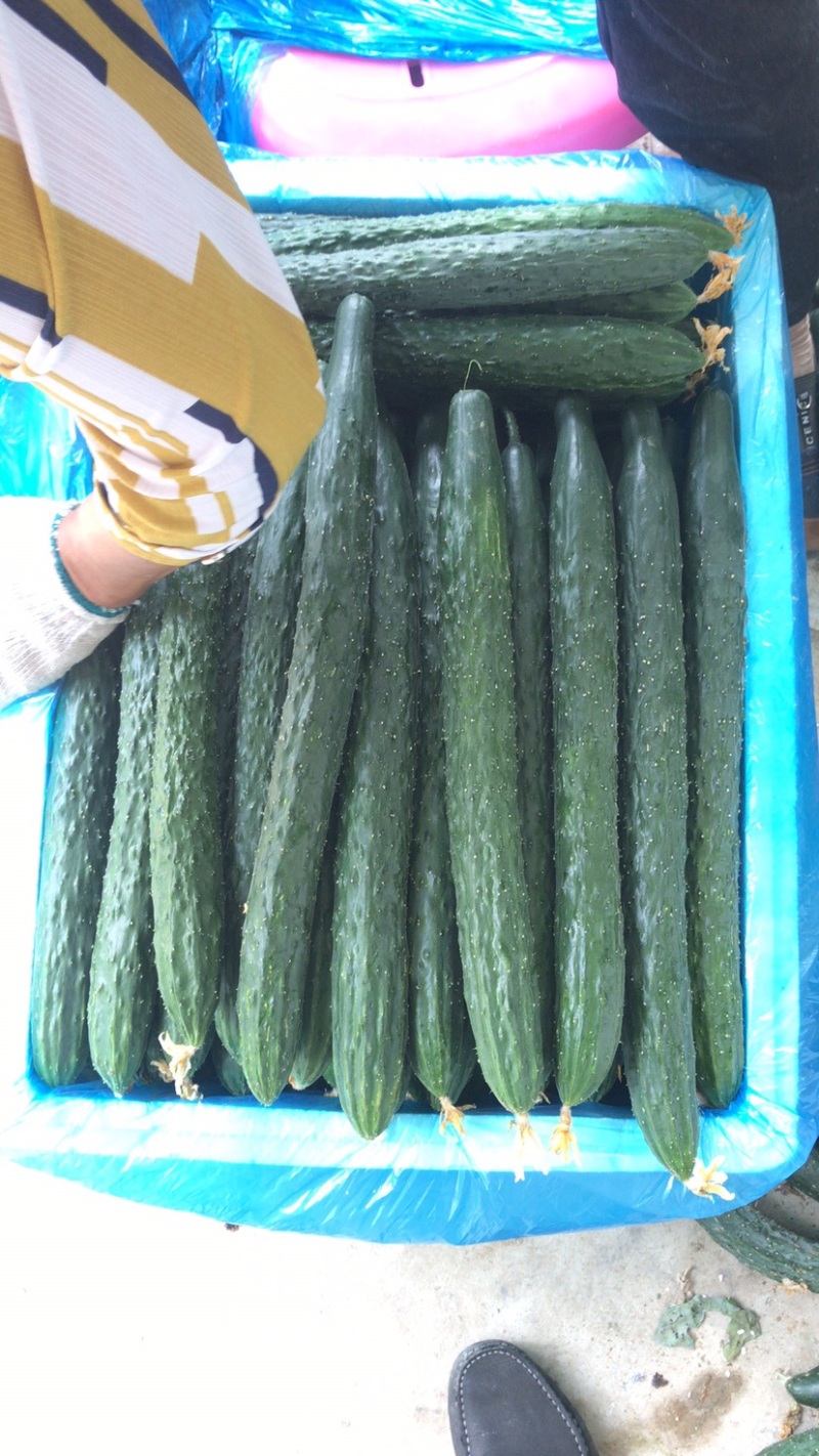湛江新苗青瓜