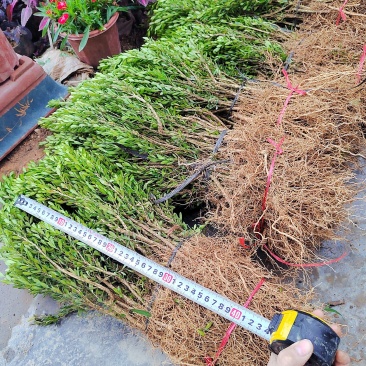 正宗广东省小叶雀舌皱皮黄杨苗子，产地直销，物美价优。