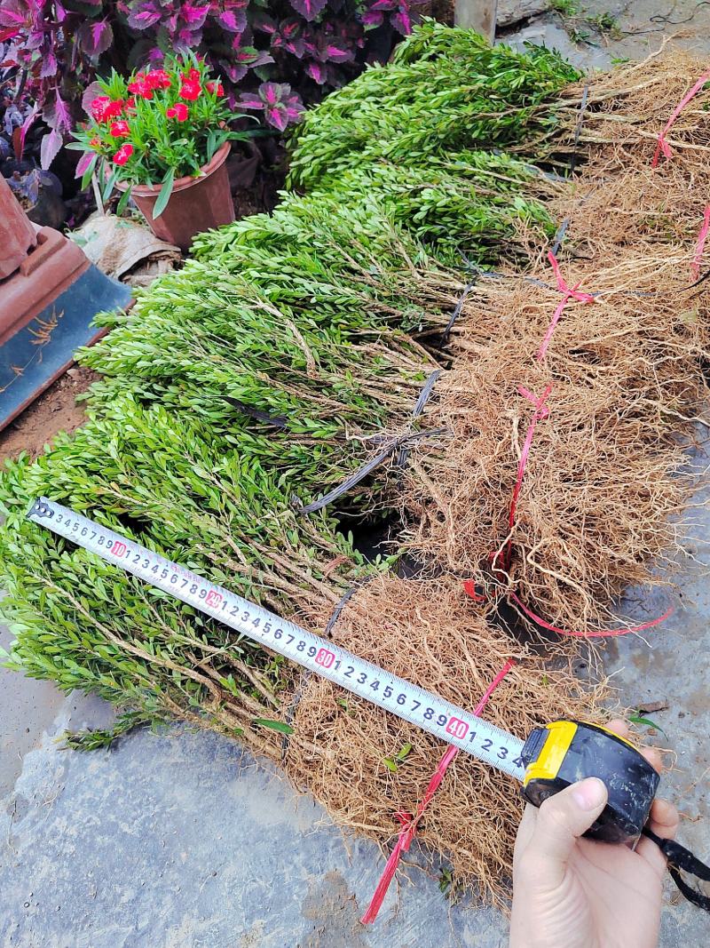 正宗广东省小叶雀舌皱皮黄杨苗子，产地直销，物美价优。