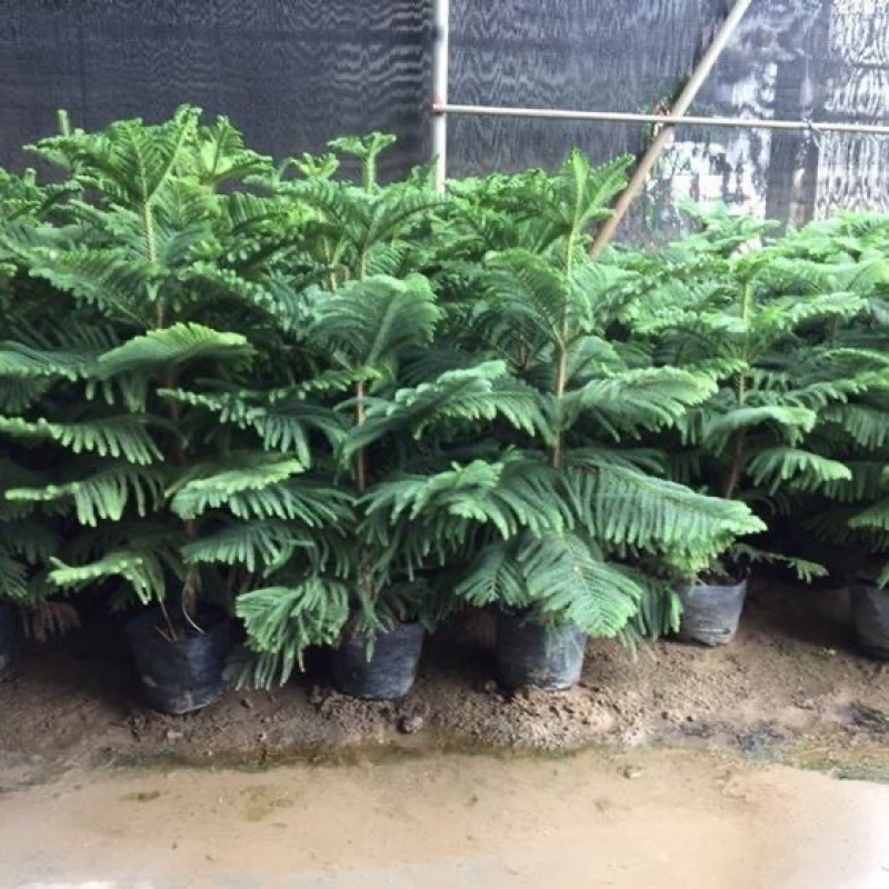 南洋杉盆栽南洋松大小树苗圣诞树盆景花卉绿植四季常青室内外