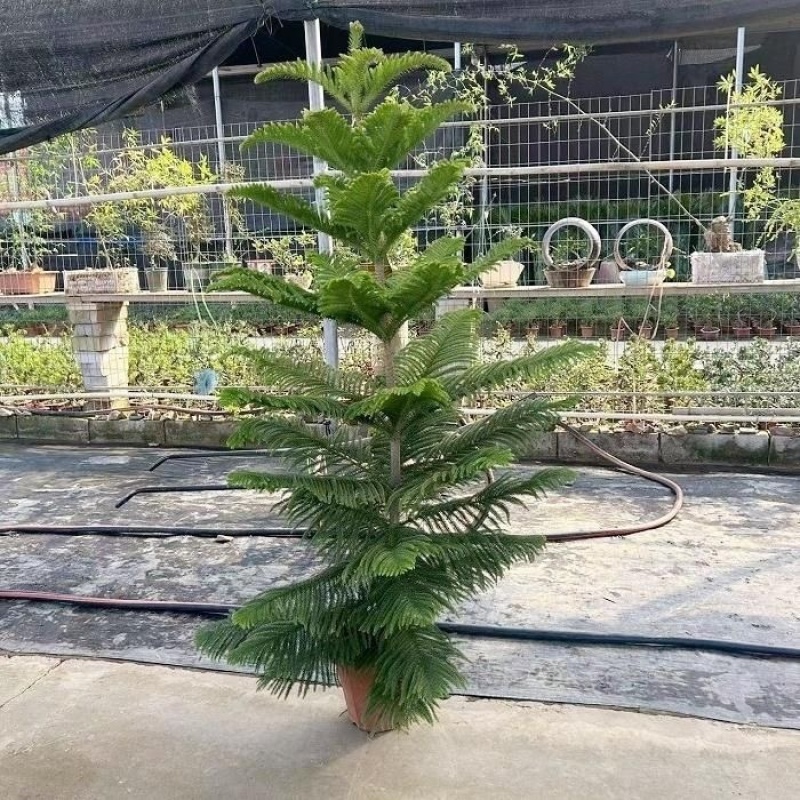 南洋杉盆栽南洋松大小树苗圣诞树盆景花卉绿植四季常青室内外