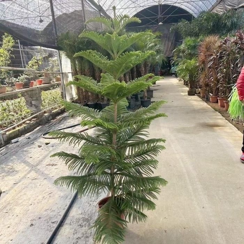 南洋杉盆栽南洋松大小树苗圣诞树盆景花卉绿植四季常青室内外