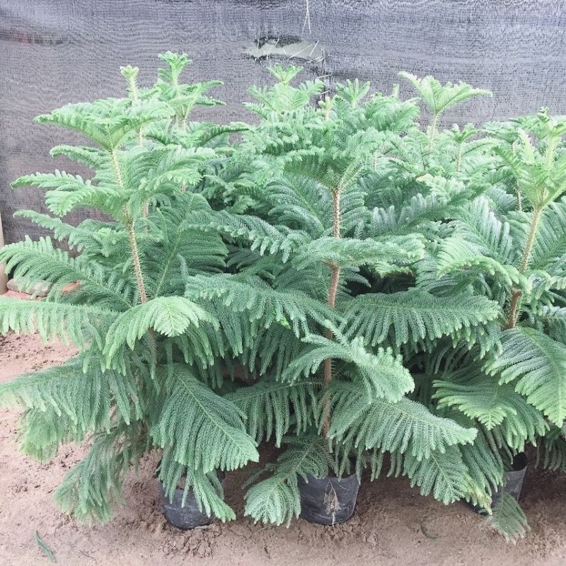 南洋杉盆栽南洋松大小树苗圣诞树盆景花卉绿植四季常青室内外