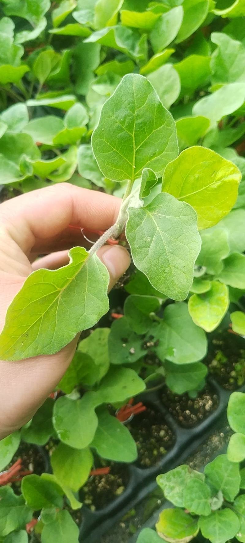 嫁接茄苗，圆茄苗，黑霸王圆茄苗，优质茄苗，