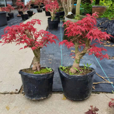 红枫枫树绿植盆景室内外盆栽庭院观叶植物花树桌面摆件教师节