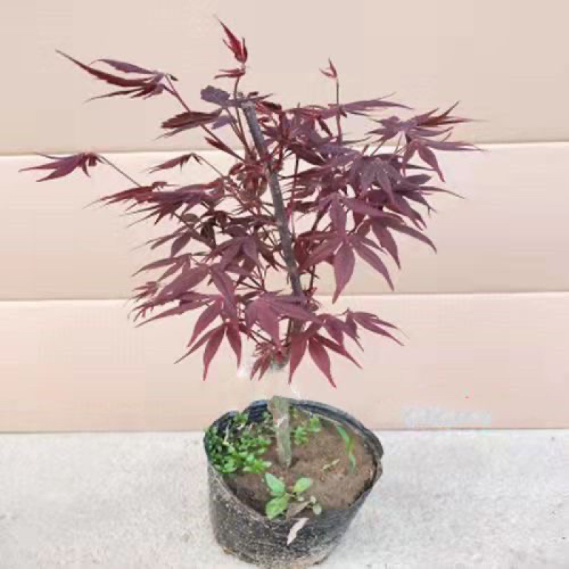 红枫枫树绿植盆景室内外盆栽庭院观叶植物花树桌面摆件教师节