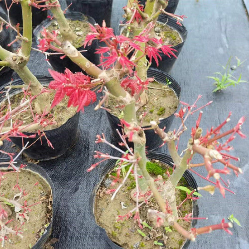 红枫枫树绿植盆景室内外盆栽庭院观叶植物花树桌面摆件教师节