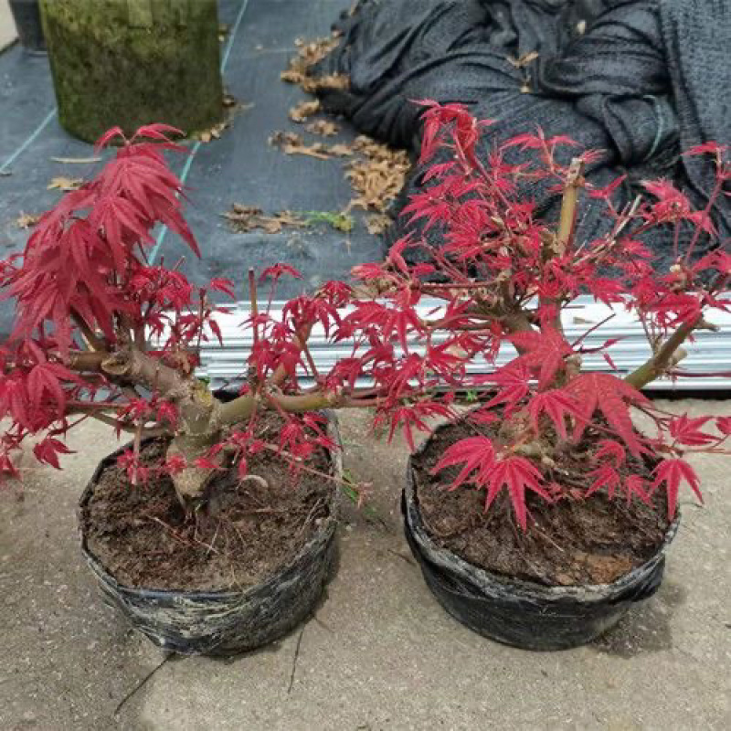 红枫枫树绿植盆景室内外盆栽庭院观叶植物花树桌面摆件教师节