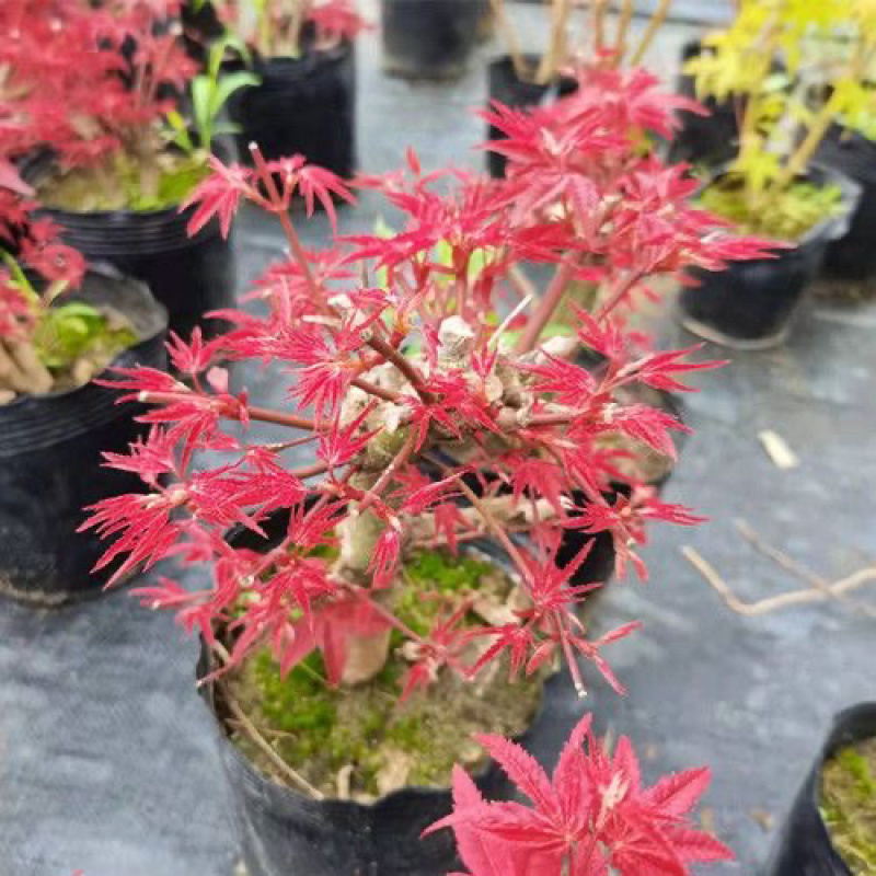 红枫枫树绿植盆景室内外盆栽庭院观叶植物花树桌面摆件教师节