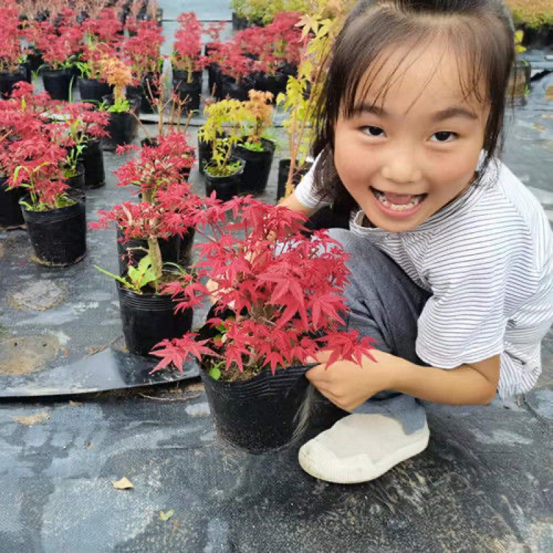 红枫枫树绿植盆景室内外盆栽庭院观叶植物花树桌面摆件教师节