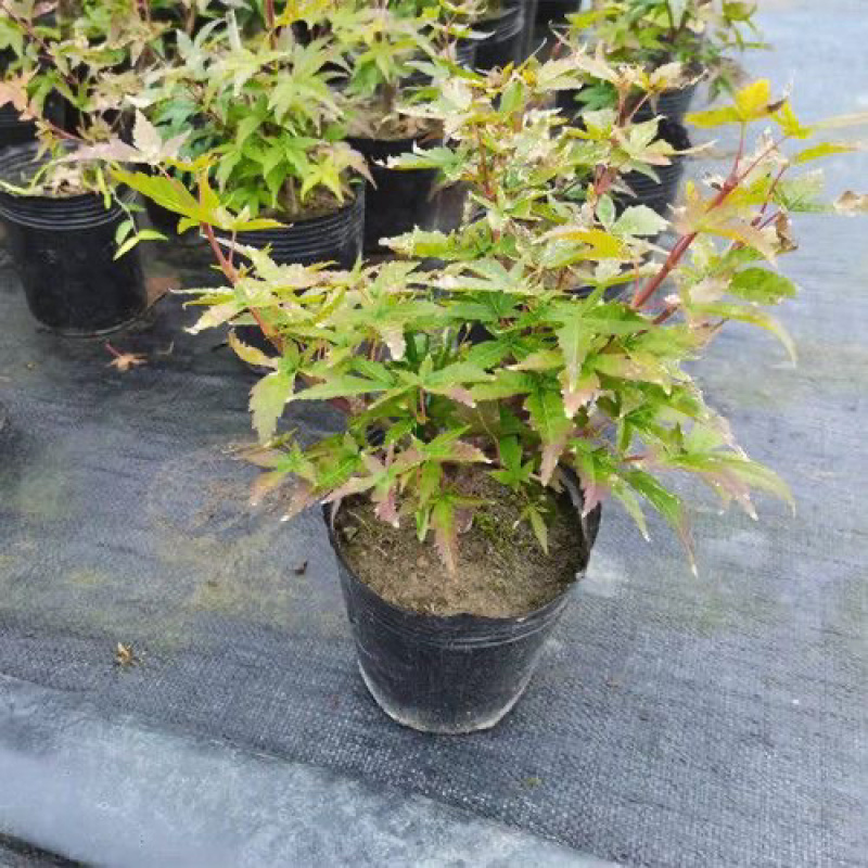 红枫枫树绿植盆景室内外盆栽庭院观叶植物花树桌面摆件教师节