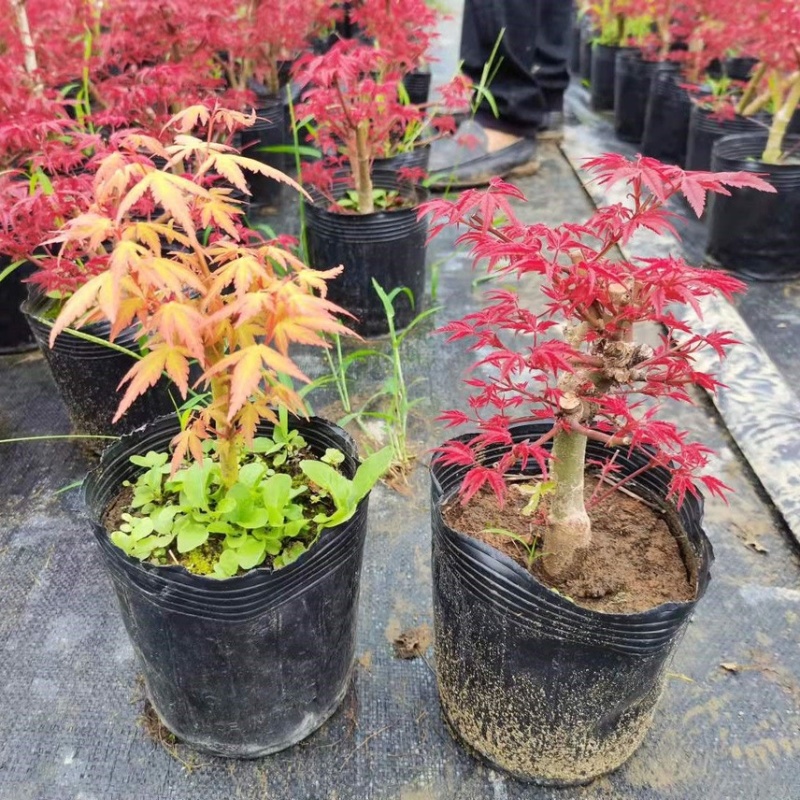 红枫枫树绿植盆景室内外盆栽庭院观叶植物花树桌面摆件教师节