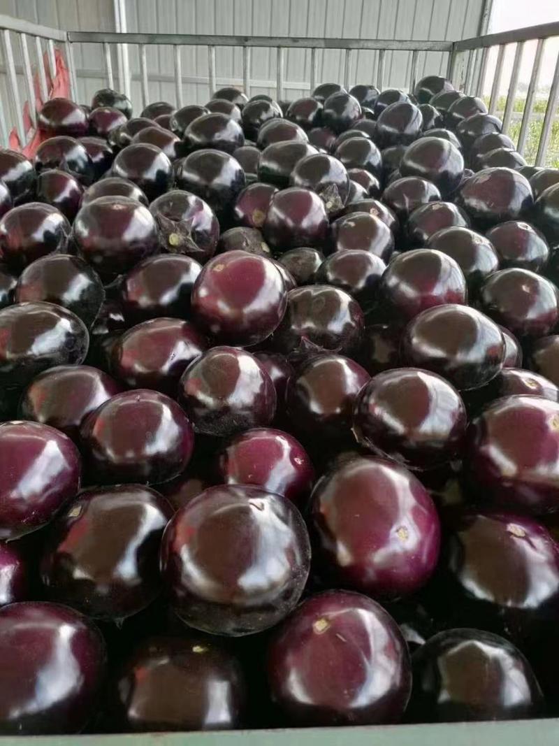 河南紫光圆茄，圆茄精品，个头均匀，保证质量，产地直供。