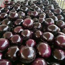 河南紫光圆茄，圆茄精品，个头均匀，保证质量，产地直供。